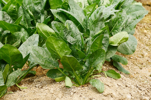 ほうれん草 石塚さんハウス