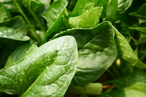 ほうれん草 石塚さんハウス