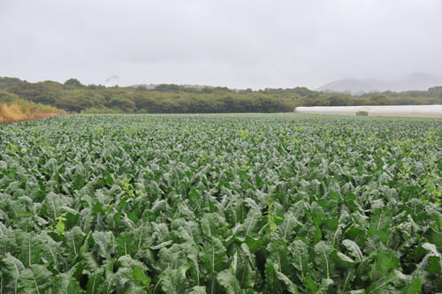 ブロッコリー畑 長野
