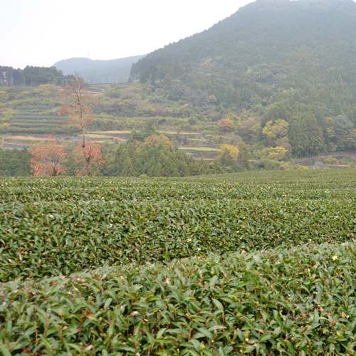 嬉野