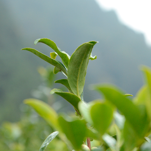 茶葉