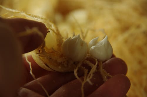 ゆり根の木子 伊達さん撮影