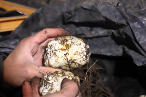 寝かせている ゆり根