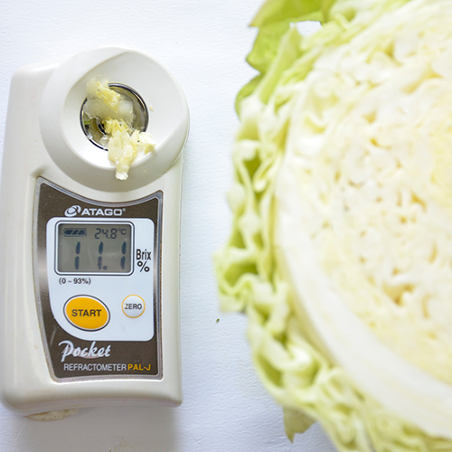 あまだまキャベツ