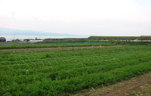 にんじん島原