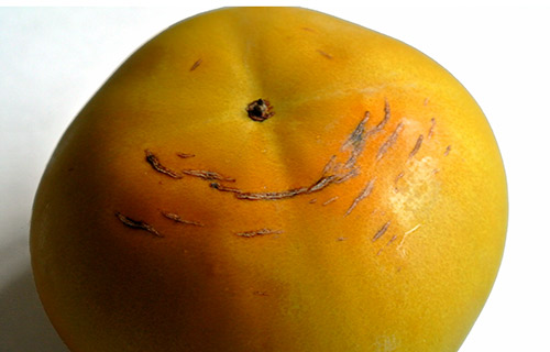 太秋柿
