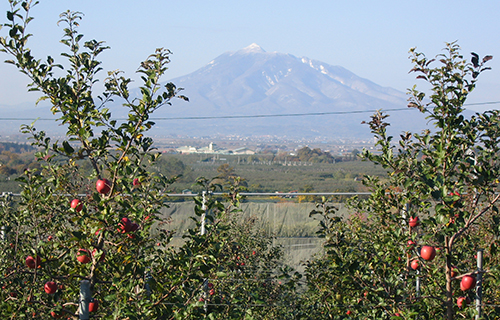 奈良岡さんのリンゴ畑