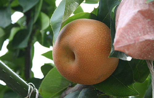 南水