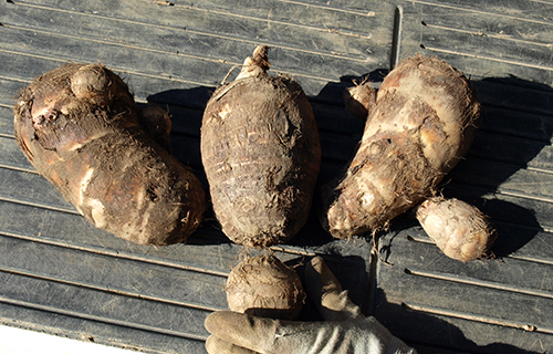 静岡県産　海老芋　種芋小玉10㎏ 静岡県産 海老芋（えびいも） A品 Mサイズ 約5kg : 生鮮卸売市場