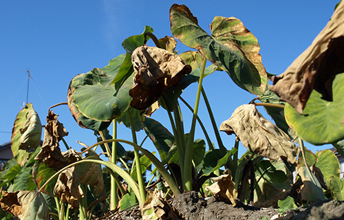 静岡県産 海老芋