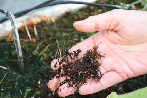 村上さんのハウス　ヤシガラ