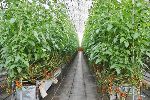 村上さんのハウス