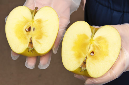 奈良岡さんのはるか