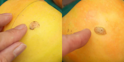 2025ひょう害の跡　ムーンルージュ