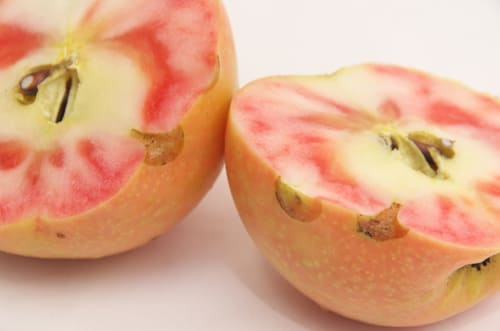 2025ひょう害の跡　ムーンルージュ