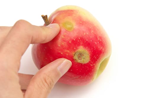 シナノピッコロひょう害の傷