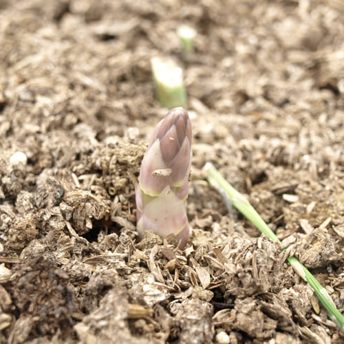 アスパラガスの新芽