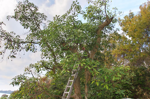 アボカドの木　愛媛の田那部さん