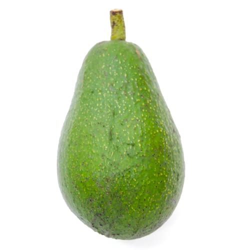 アボカドフエルテ種