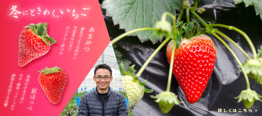 川口さんのいちご特集
