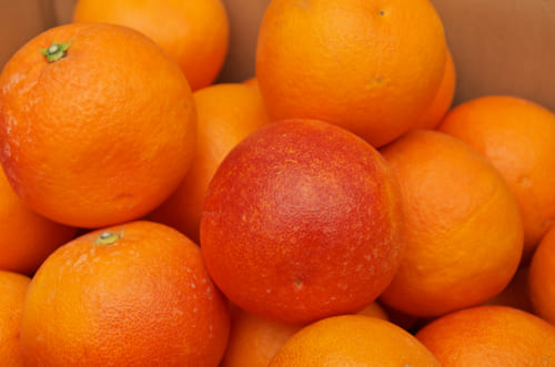 ブラッドオレンジタロッコ種