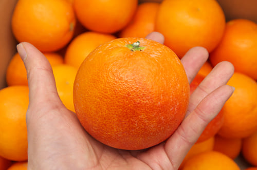 ブラッドオレンジタロッコ種