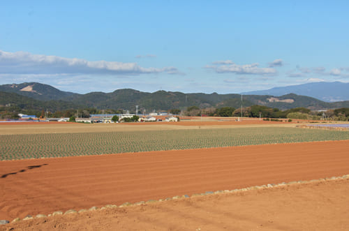 田尻さんのジャガイモ畑