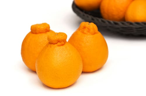 森さんの不知火：美しく美味しい