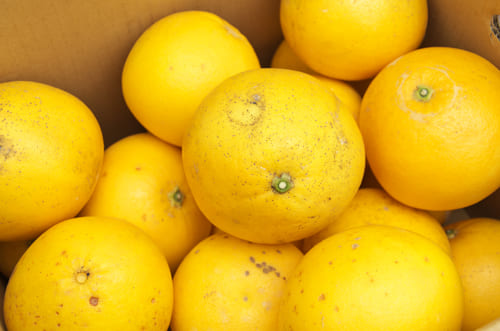 グレープフルーツ傷が多め