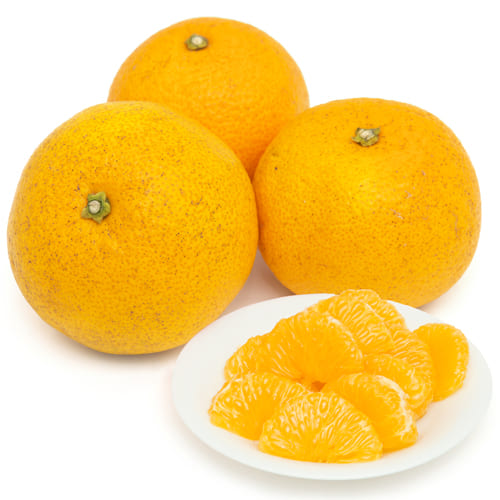 静岡県産 岩井さんの 八朔 はっさく