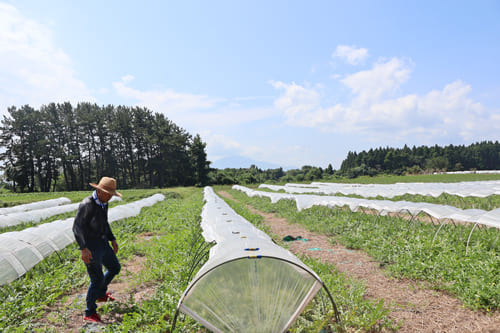 長谷川さんのスイカ畑