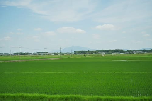 茨城りょくけん米