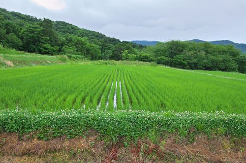 岩本さんの棚田