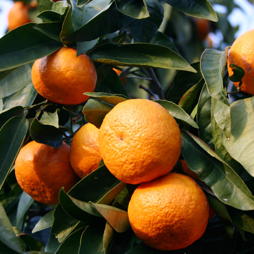 カラマンダリン畑