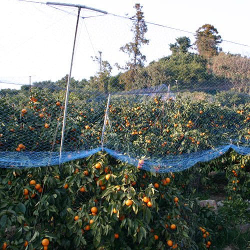 カラマンダリン畑