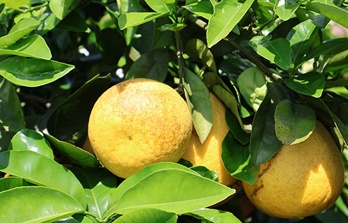 河内晩柑やや傷