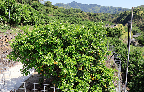 河内晩柑畑
