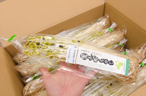 青森県産 温湯温泉 黒千石もやし