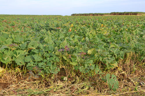上妻さんの安納紅の畑