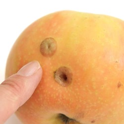 2025ひょう害の跡　ムーンルージュ