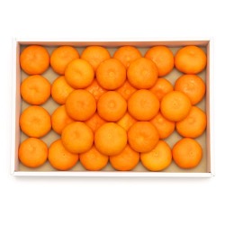 みかん贈答2kg