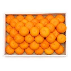 みかん贈答3kg