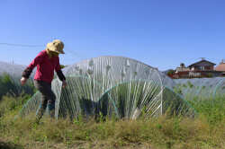 にんじん黒上さん