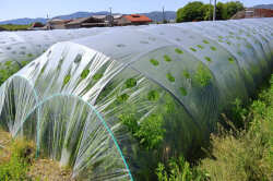 にんじん黒上さんの畑