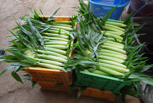 ベビーコーンの選果