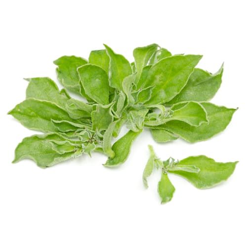 アイスプラント