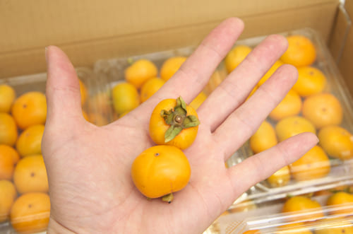 豆柿 大きさの目安