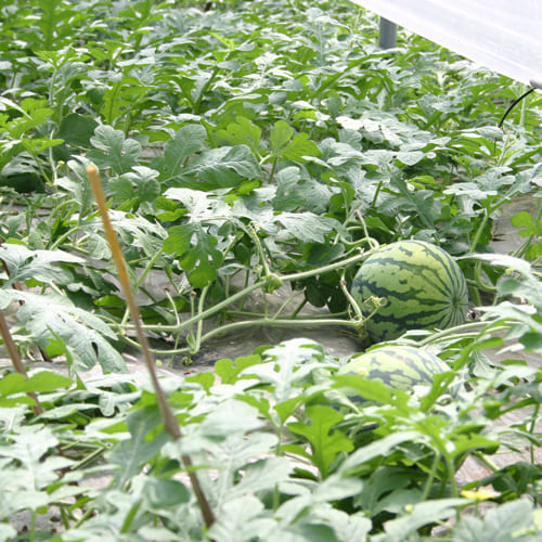 スイカの畑