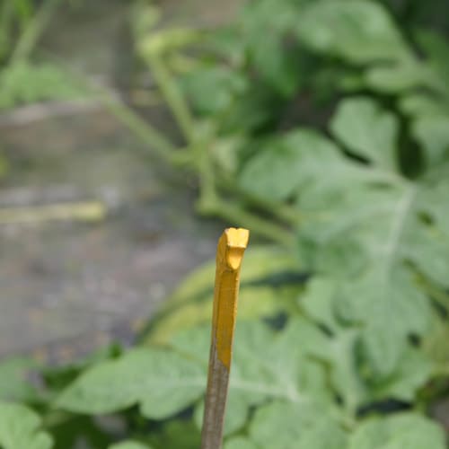 内田さんの着果棒