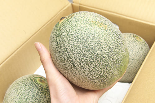 タカミメロンの大きさ